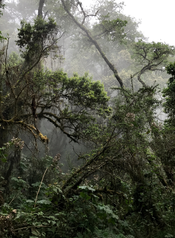 Dense misty forest with layered greenery and branches in soft daylight, © 2025 Louis Poulsen.